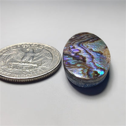 Abalone Shell