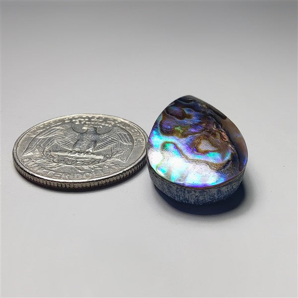 Abalone Shell