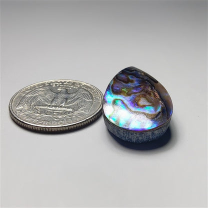 Abalone Shell