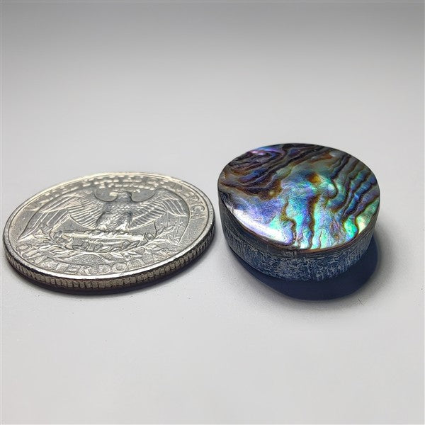 Abalone Shell