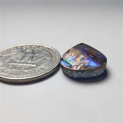 Abalone Shell