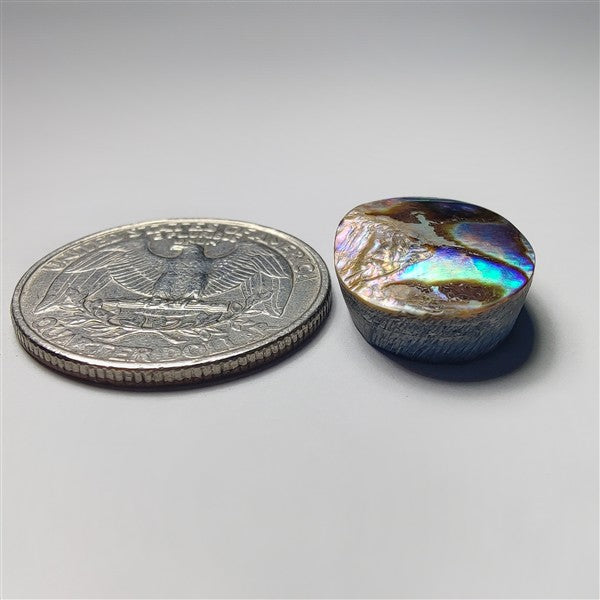 Abalone Shell