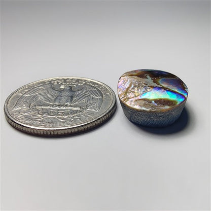 Abalone Shell
