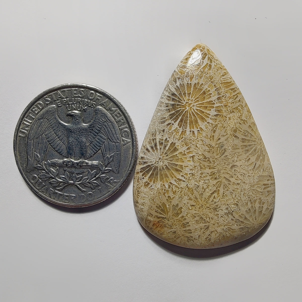 Fossil Coral gemstone cabochon - natural crystal healing stone for jewelry making by Gemivra