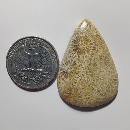 Fossil Coral gemstone cabochon - natural crystal healing stone for jewelry making by Gemivra