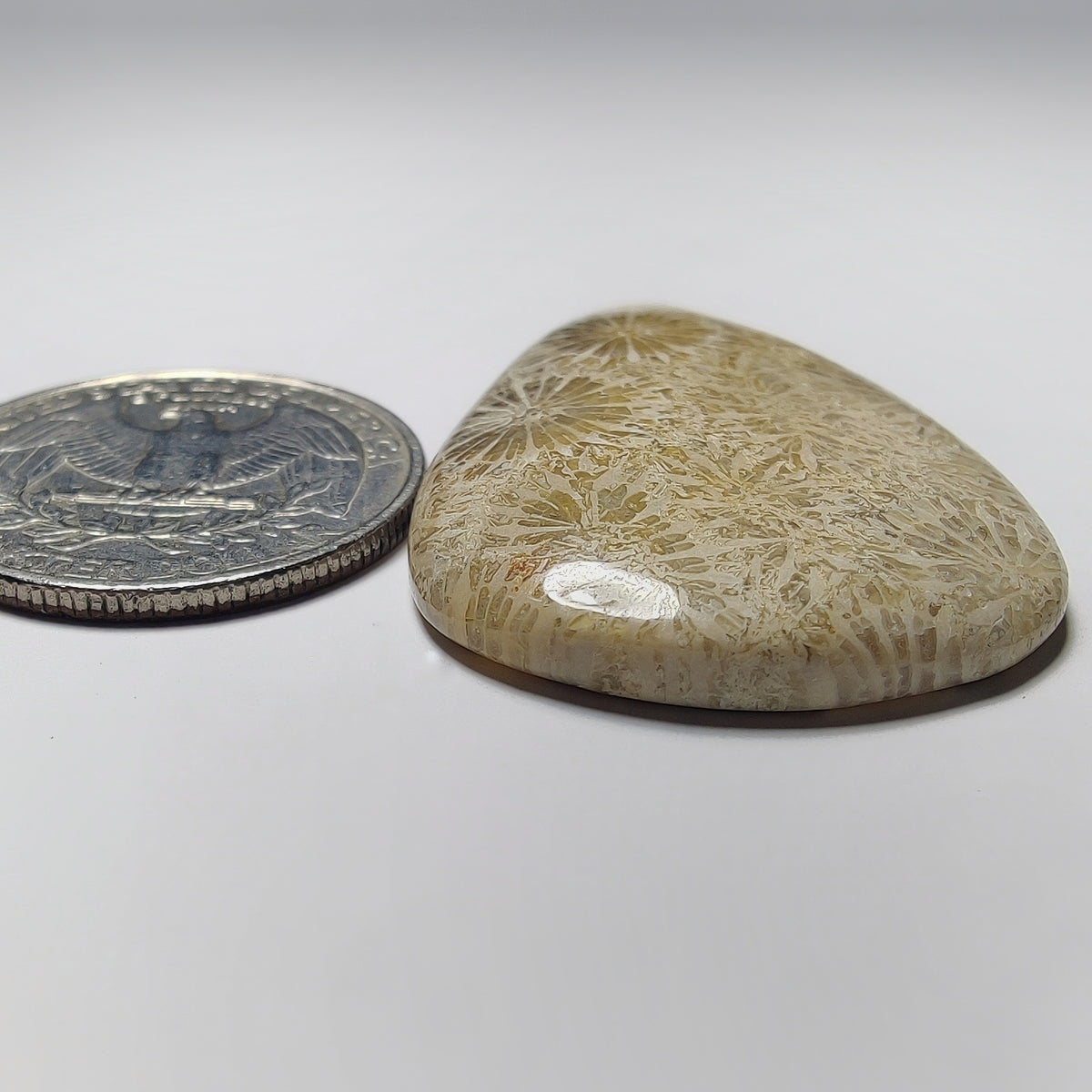 Fossil Coral