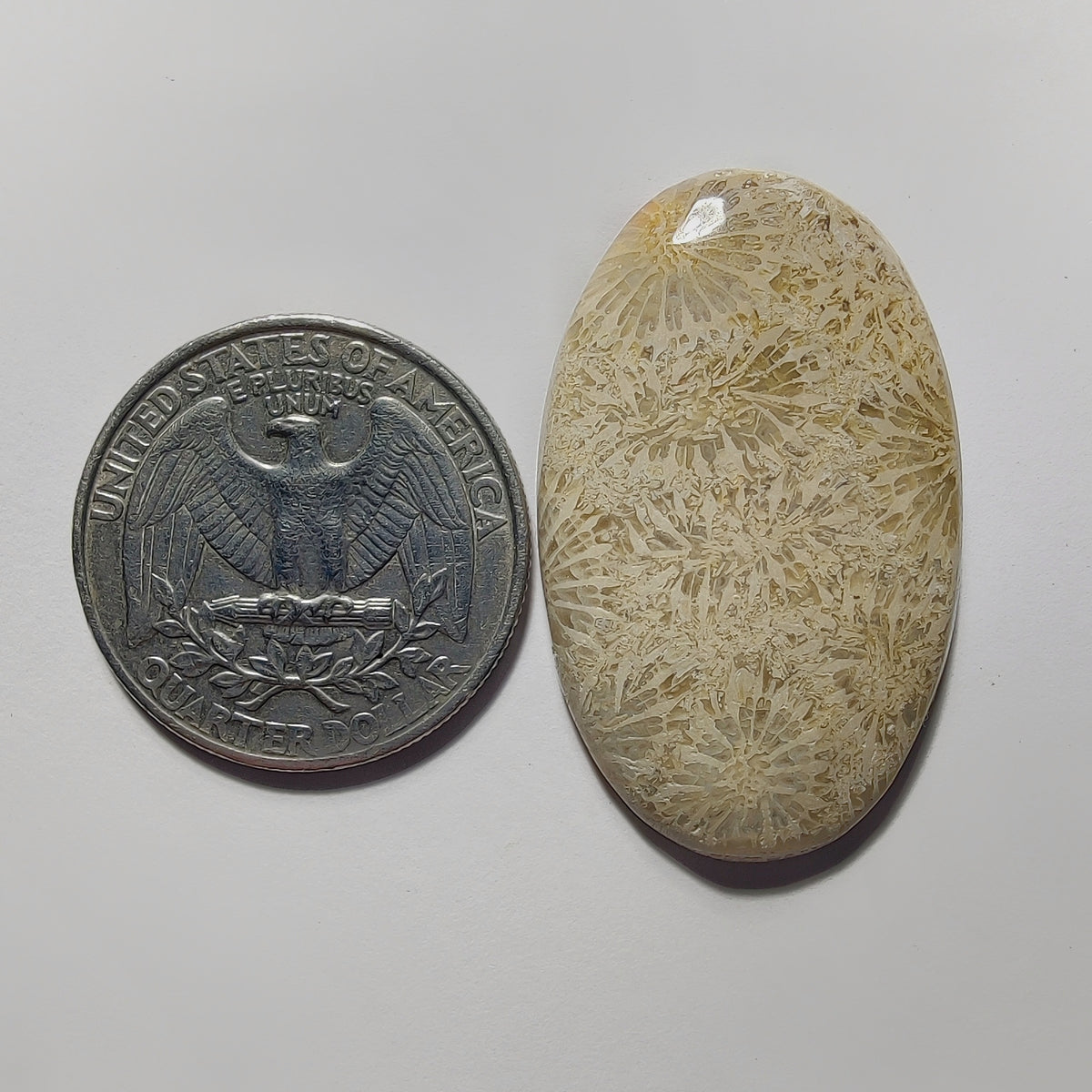 Fossil Coral gemstone cabochon - natural crystal healing stone for jewelry making by Gemivra