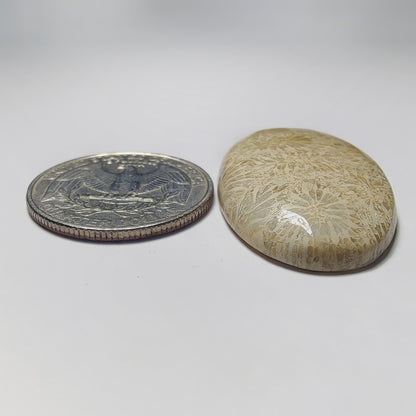 Fossil Coral