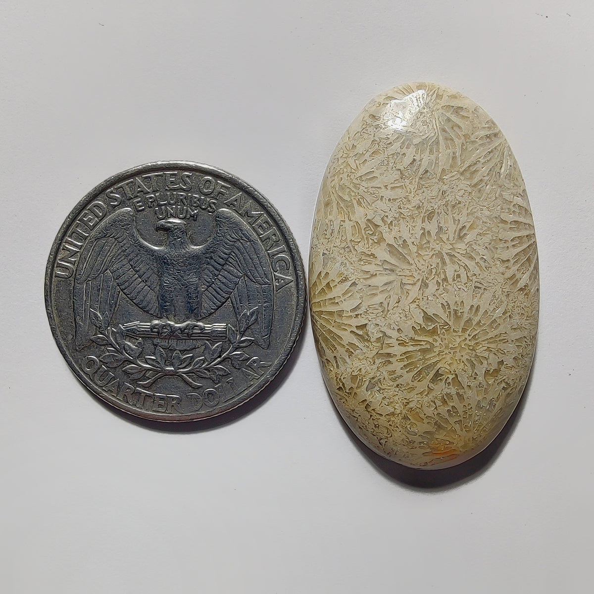 Fossil Coral gemstone cabochon - natural crystal healing stone for jewelry making by Gemivra
