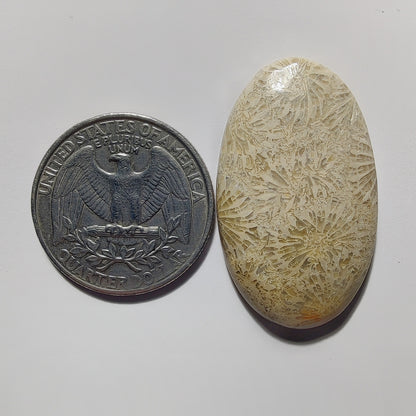 Fossil Coral gemstone cabochon - natural crystal healing stone for jewelry making by Gemivra