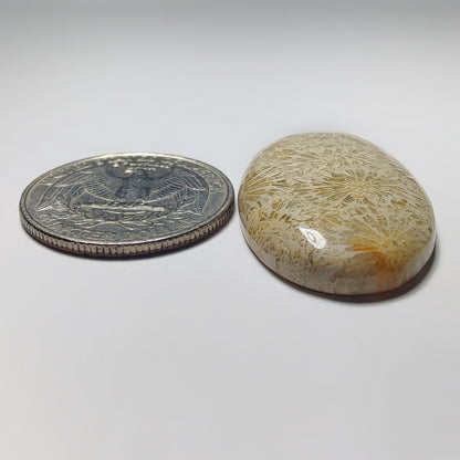 Fossil Coral