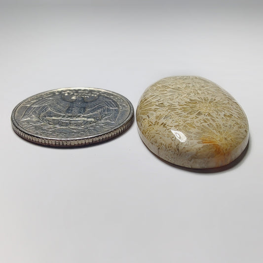 Fossil Coral
